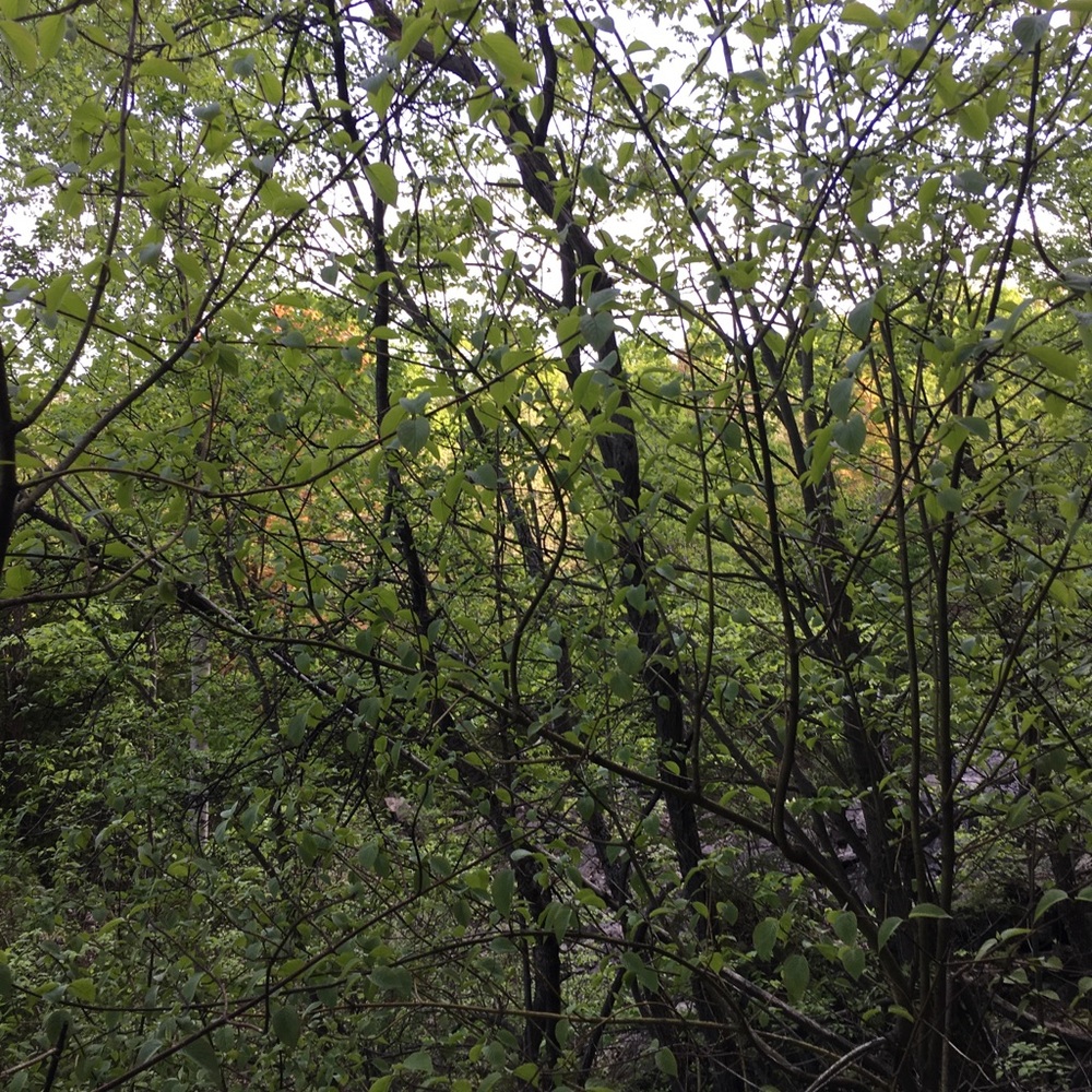 Meet your Posher, Ailin